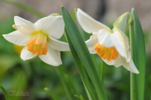 Syklaaminarsissi ’Bilbo’ (Narcissus Cyclamineus-Ryhmä)
