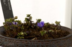 Balkaninvuokon (Anemone blanda ’Blue Shades’) avautuva kukka.