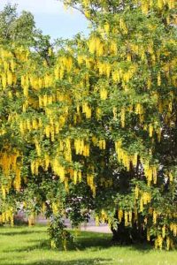 Pystyoksainen kultasade kasvaa noin 5 metriä korkeaksi