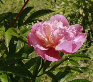 ’Lady Annan’ vaaleanpuna-persikkainen kukka on kertakaikkisen kaunis!