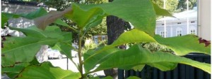 Isolehtinen sateenvarjomagnolia (Magnolia Tripetala) on kestänyt Suomen talven ja kasvaa hyvinvoivana Turun Piispankadulla Domvillanin alueella. 