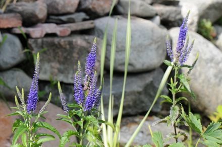 Rantatädyke 'Blauriesin' ja kirjavalehtinen kalmojuuri