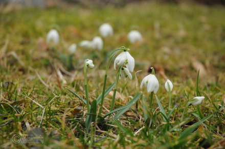 Puistolumikello ’Flore Pleno’