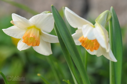 Syklaaminarsissi ’Bilbo’ (Narcissus Cyclamineus-Ryhmä)