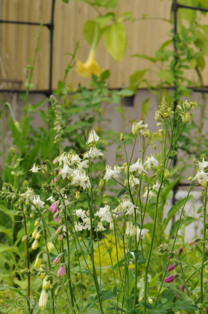 Valkokukkainen lehtoakileija ja rohtosormustinkukkia (Digitalis purpurea), taustalla pasuuna (Brugmansia).