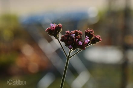 Jättiverbena (Verbena bonariensis)