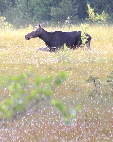 Hirvi upposi mahaansa myöten hyllyvään suohon