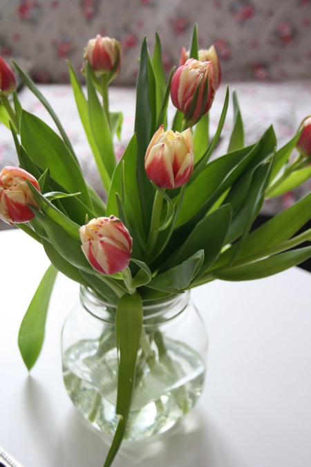 Tulppaanit ovat suloisia joulun leikkokukkia