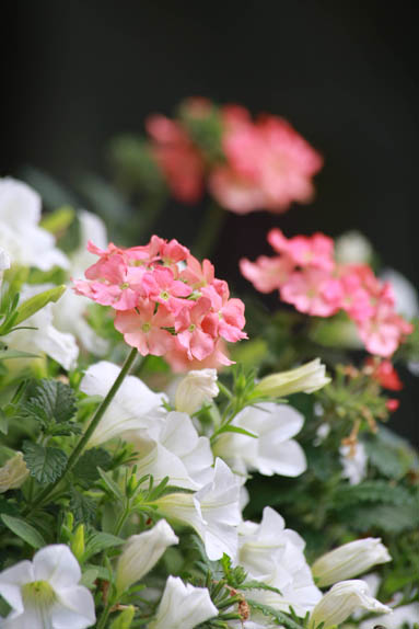 Pikkupetunia-ja-verenpisara-024-copy