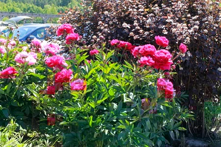 Purppuraheisiangervo antaa upean taustan tummanpunaisille kiinanpioneille.