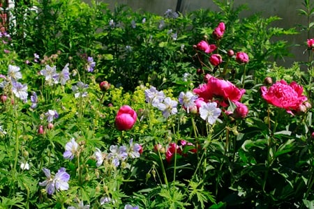 Ihania aniliininpunaisia pioneita ’Splish Splash’ -kyläkurjenpolvien kera on suloinen yhdistelmä!