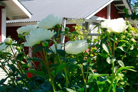 Kiinanpioni ’Duchesse de Nemours’ on valkoisista kiinanpioneista kenties voimakastuoksuisin.