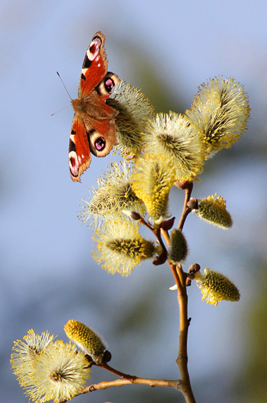Neitoperhonen pajuihin kuuluvan raidan kukinnolla