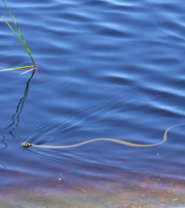 Rantakäärmeen sulavaa uintia