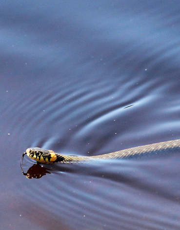 Ihmiselle vaarattoman rantakäärmeen tunnistaa hyvin sen niskassa olevista okrankeltaisista tai vaaleista laikuista