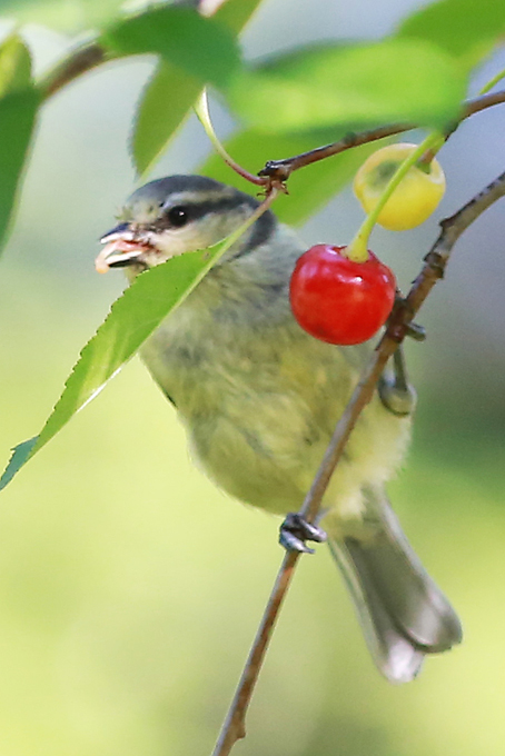 Sinitiainen-luumu-ja-kirsikkapuussa-016