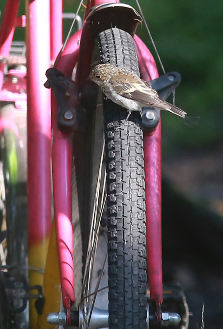 Loppukevennyskuvana rengaspaineen tarkistus