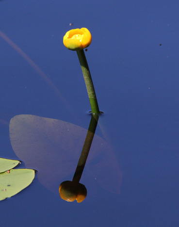 Ulpukka ei ole kasvupaikan valinnassaan yhtä nirso kuin lumme. Sille kelpaavat virtaavat ja melko kovapohjaisetkin kasvupaikat