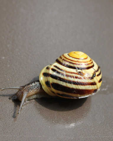 Valkohuulitarhakotilo ikkunalaudalla