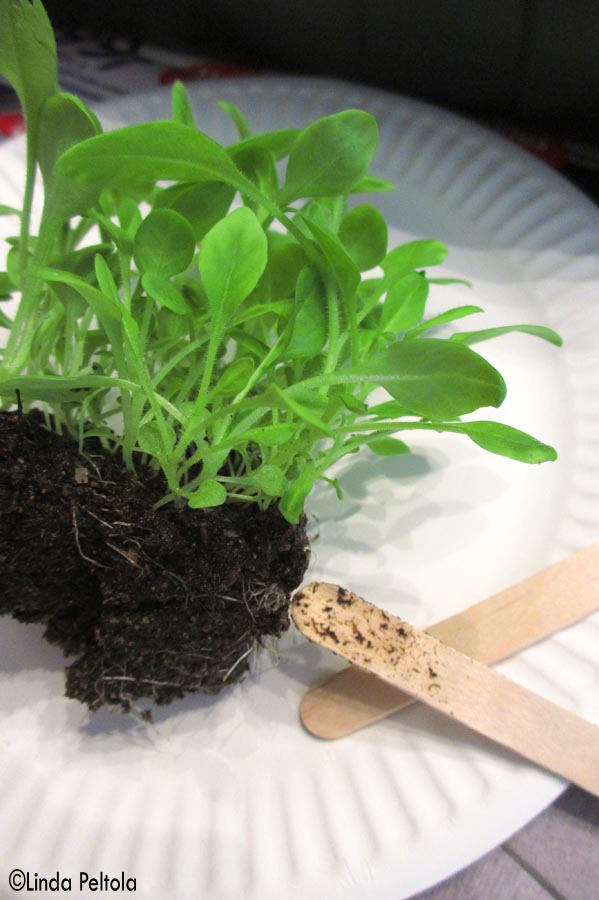 amppelipetunian_kouliminen