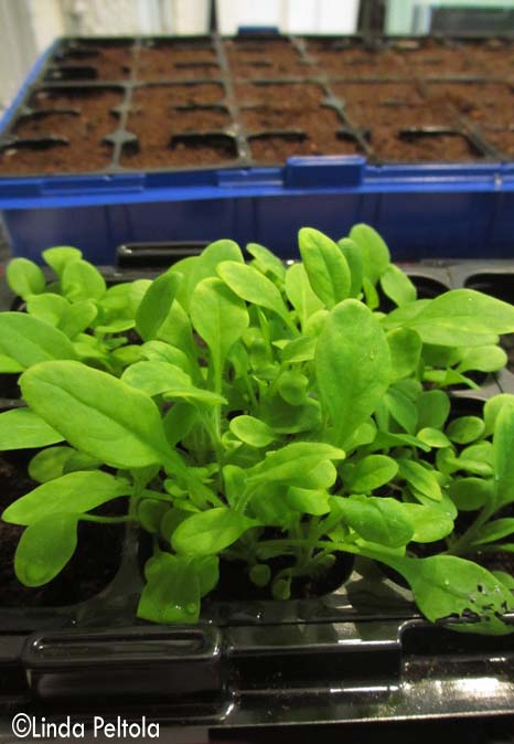 amppelipetunian_kouliminen2