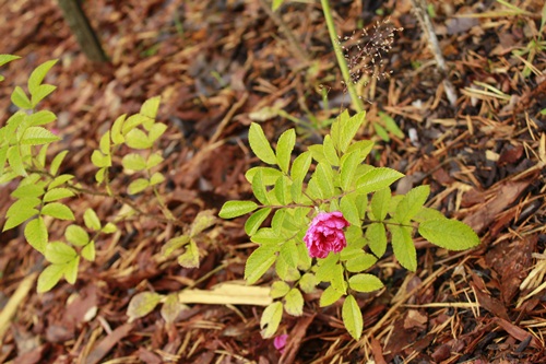 ’F.J. Grootendorst’