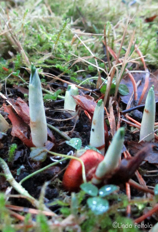 krookukset_tammikuussa2013