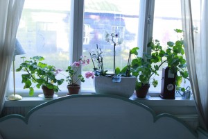 pelargonit-008m1-300x200