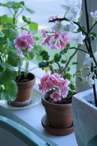 ’Raspberry Ripple’