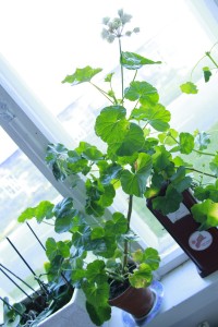 pelargonit-010m1-200x300