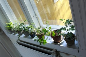 pelargonit-014m1-300x200