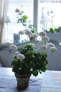 pelargonit-028m-200x300