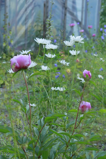 Pioneita ja päivänkakkaroita kesäyössä.