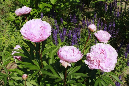 ’Sarah Bernhardt’.