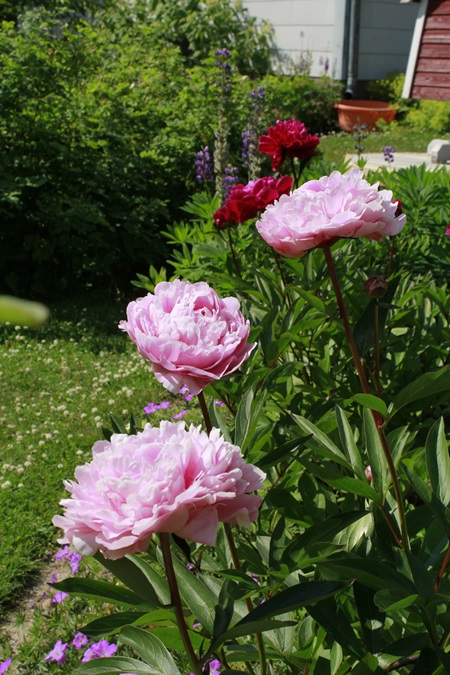 Kiinanpioni’Sarah Bernhardtin’ tyllihamosia, taustalla ’Karl Rosenfield’.