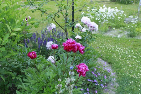 Pionit, verikurjenpolvet ja loistosalviat, ihania yhdessä.