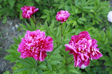 Kiinanpioni ’Karl Rosenfield’.