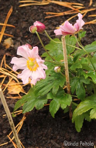 Anemone Fantasy Pocahontas