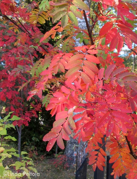 Mitä aurinkoisempi paikka, sitä komeampi syysväritys.