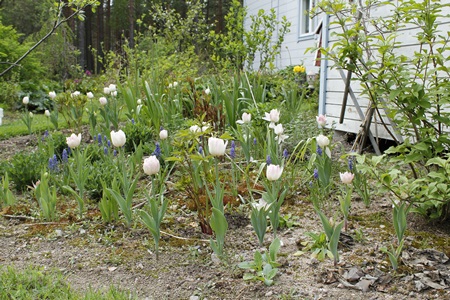 ’Angelique’ -tulppaaneja ja tummahelmililjoja