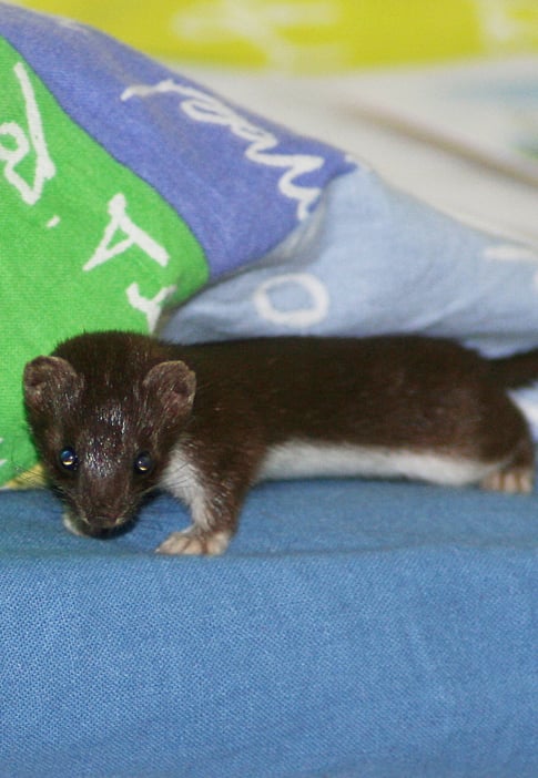 Lumikko makuuhuoneessa sangylla