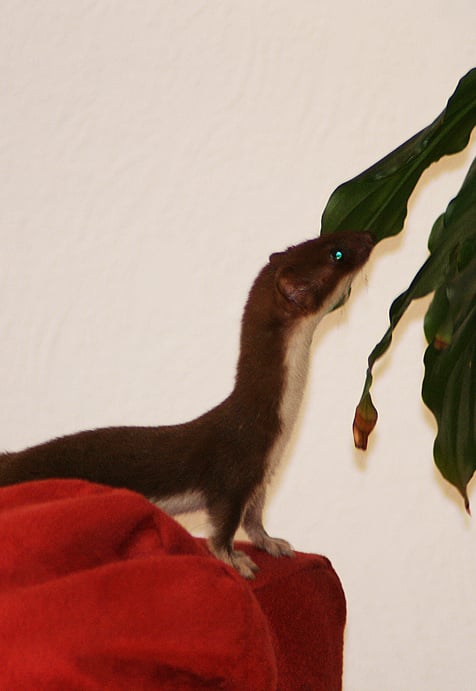 Lumikko nuuhkii huonekasvia