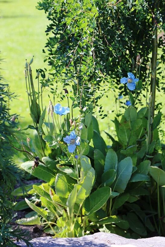 Vuokon lempikukka on sinivaleunikko (Meconopsis betonicifolia), jolla on suuret, taivaansiniset kukat.
