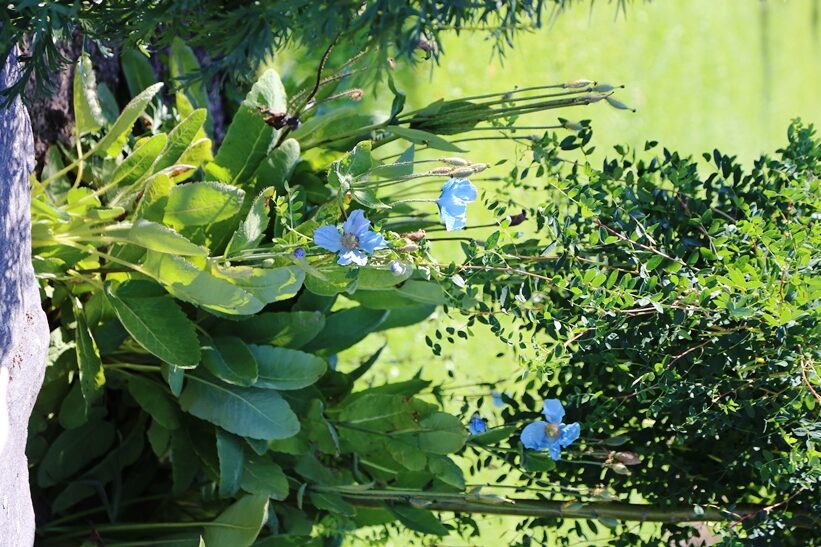 Vuokon lempikukka on sinivaleunikko (Meconopsis betonicifolia), jolla on suuret, taivaansiniset kukat. 