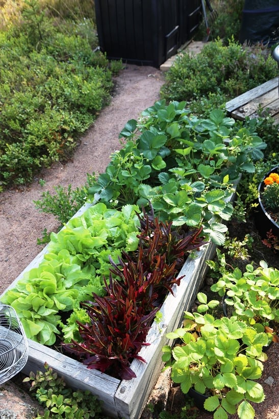 Laatikoissa kasvaa salaatteja ja mansikoita.