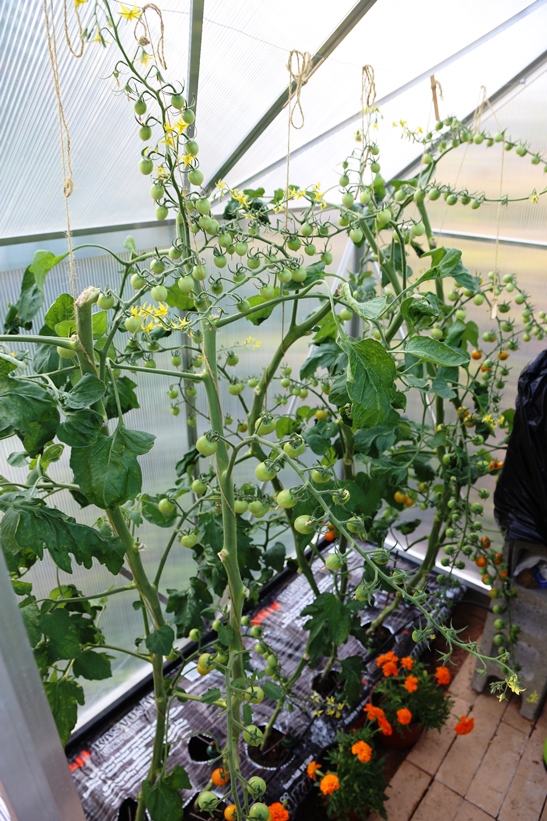 Pienestä kasvihuoneesta saadaan tomaatteja.
