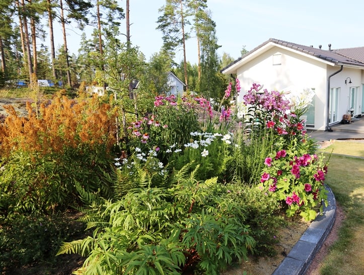 Perennapenkissä kukkivat korkeat punahatut (Echinacea purpurea), miekkaliljat (Gladiolus) ja liljat (Lilium). Kukintansa jo lopettaneen isotöyhtöangervon ruskettuneet kukkatöyhdöt ovat edelleen koristeelliset. Keskellä on valkoisia kosmoskukkia ja punatähkää (Liatris spicata). Etureunassa kasvaa salkoruusuja, verikurjenpolvea (Geranium sanguineum) ja kuolanpioni (Paeonia anomala), joka on kukkinut jo alkukesällä.