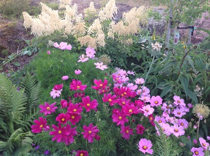 Yksivuotiset kosmoskukat tuovat pitkään kestävää väriä ja loistoa perennaryhmään. Takana kukkii isotöyhtöangervo (Aruncus dioicus). 