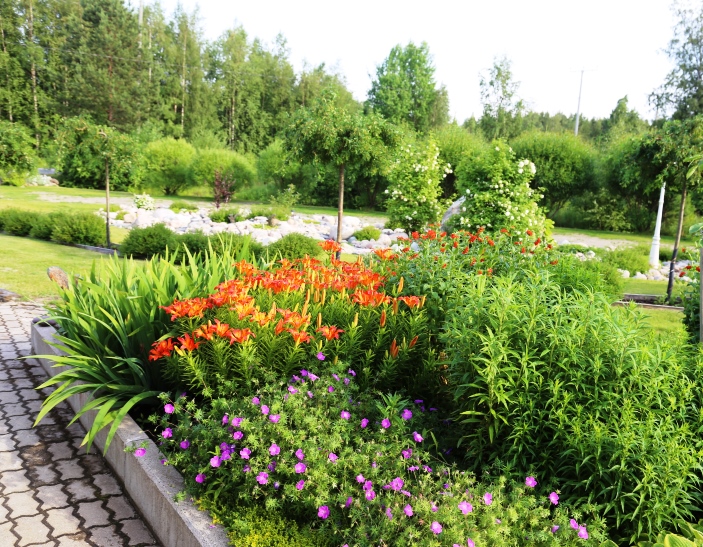 Heinäkuun alkupuolella perennaryhmässä kukkivat vanhat tarhasarjaliljat, palavarakkaus ja matala verikurjenpolvi.