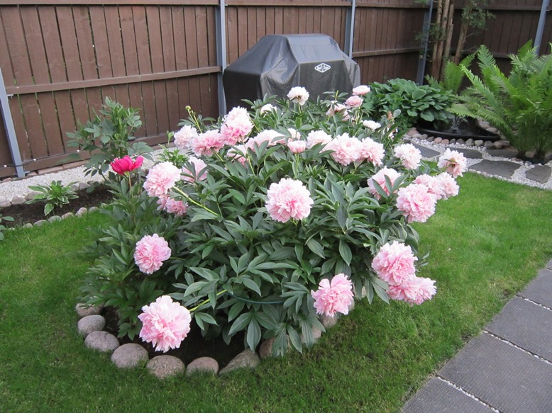 ’Sarah Bernhardt’ -kiinanpionin kukat ovat muhkeita kesä–heinäkuun vaihteessa.